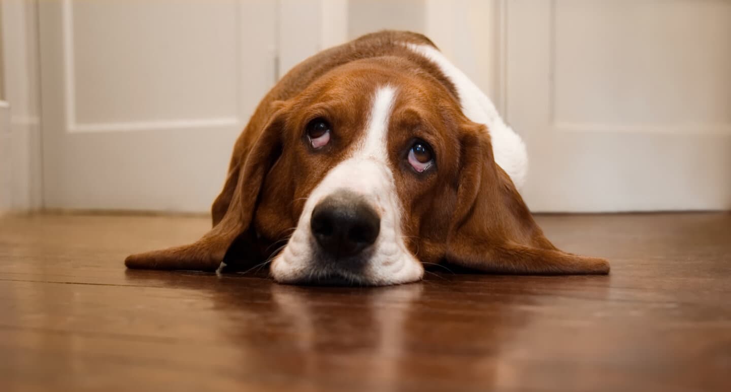 Enough already! The truth in these 10 advices we are all tired of hearing about customer feedback system. Enough already! The truth in these 10 advices we are all tired of hearing about customer feedback system.